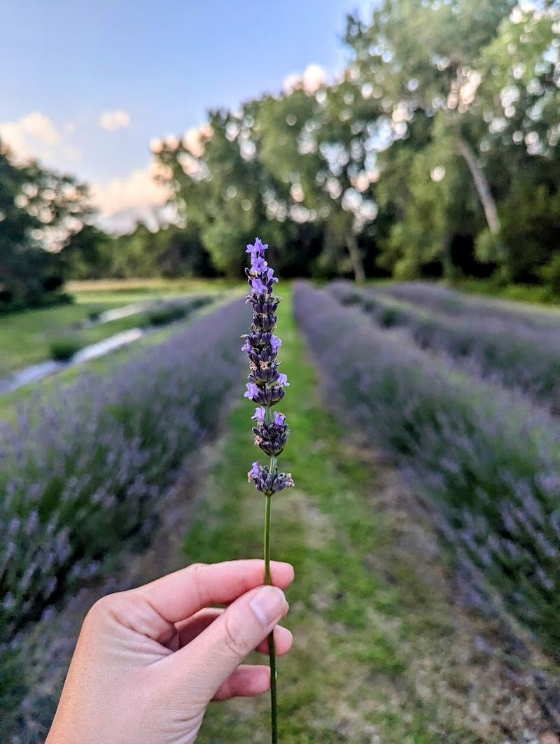 Sleepy Bees Lavender Farm