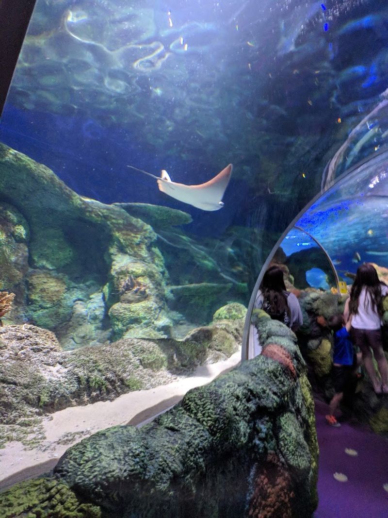 Step Inside North Carolina's Only Underwater Tunnel For A Memorable Aquarium Adventure - Decor Hint Stingrays Bring The Smoothest Underwater Drama