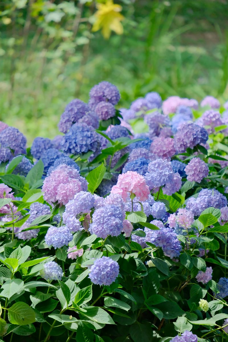 North Carolina's Most Beautiful Hydrangea Gardens Are Blooming Right Now - Decor Hint Sarah P. Duke Gardens