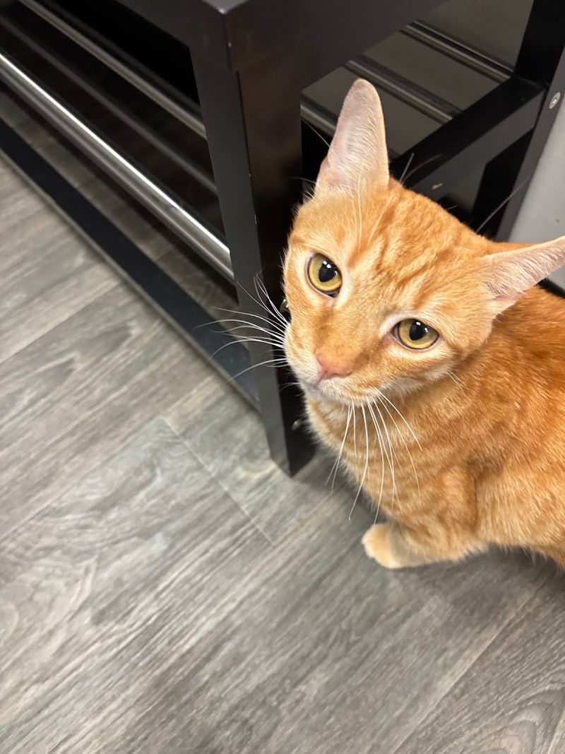 The Adoption Partnership That Changes Lives