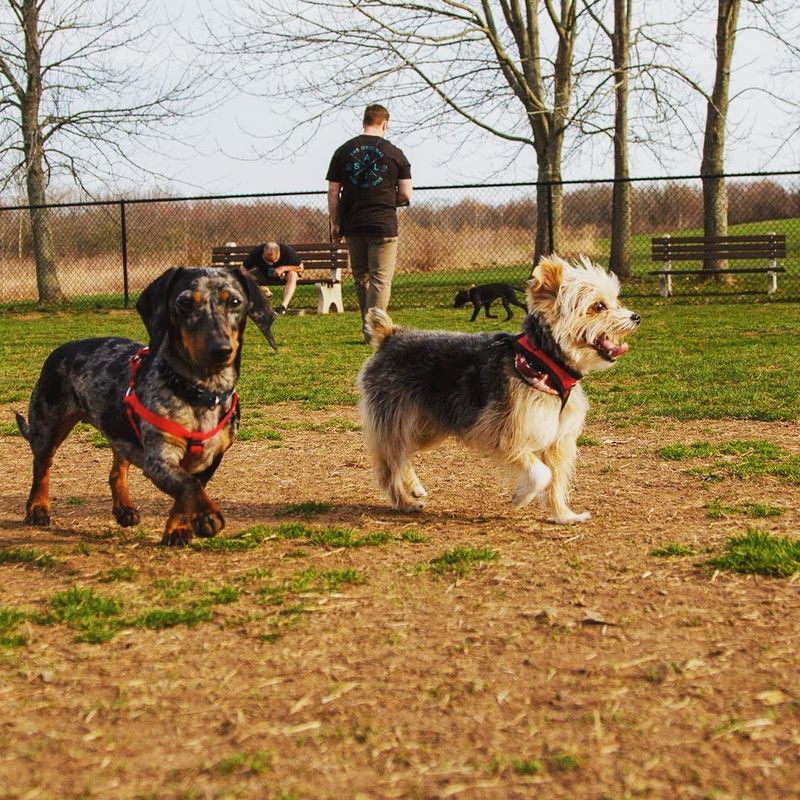Rocky Hill Dog Park, Rocky Hill 