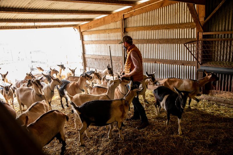 Harley Farms Goat Dairy, Pescadero