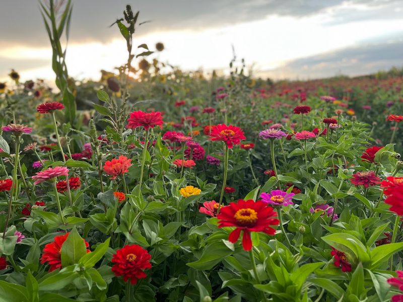 More Than 25 Varieties Keep The Field Colorful Longer