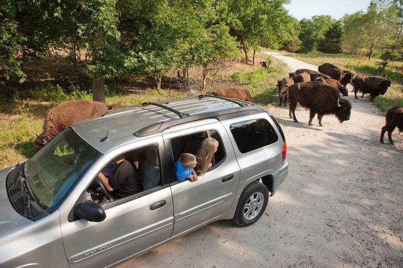 Nebraska Wildlife Spots Where Bison, Elk, And Other Big Animals Are Easy To See - Decor Hint Lee G. Simmons Conservation Park and Wildlife Safari, Ashland