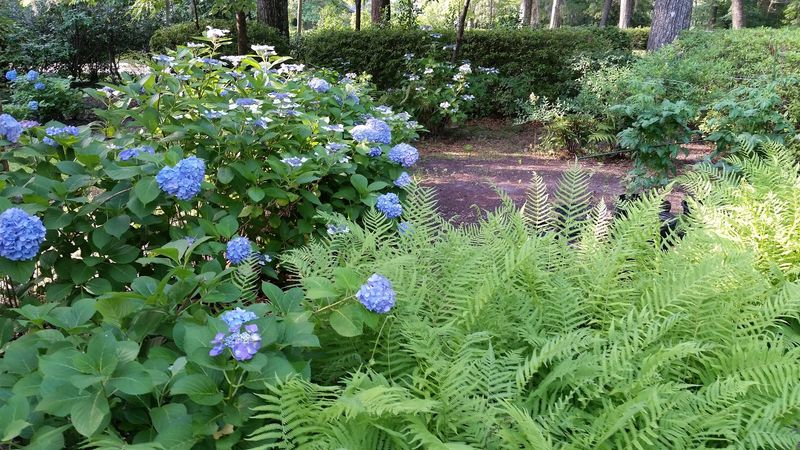 North Carolina's Most Beautiful Hydrangea Gardens Are Blooming Right Now - Decor Hint Airlie Gardens