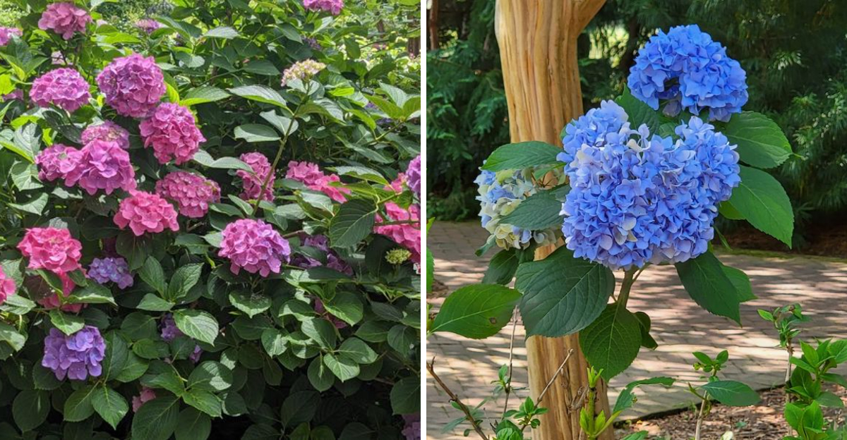 North Carolinas Most Beautiful Hydrangea Gardens Are Blooming Right Now 2 - Decor Hint