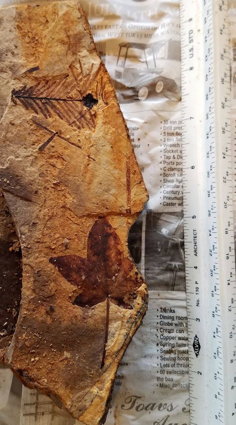 Ancient Plants Tell The Story Of A Much Warmer Idaho