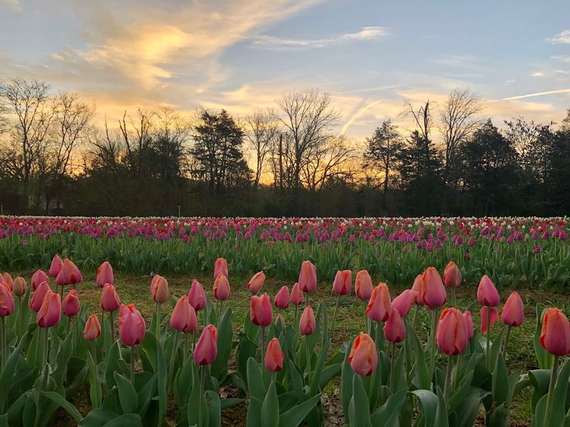 Lorenzen Family Farm