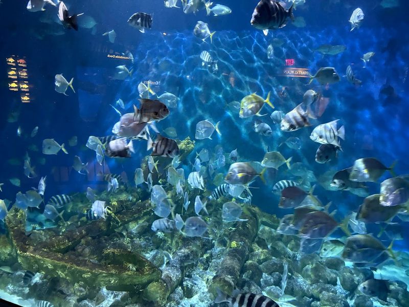 The Aquarium Makes A Rainy Day Feel Like A Win