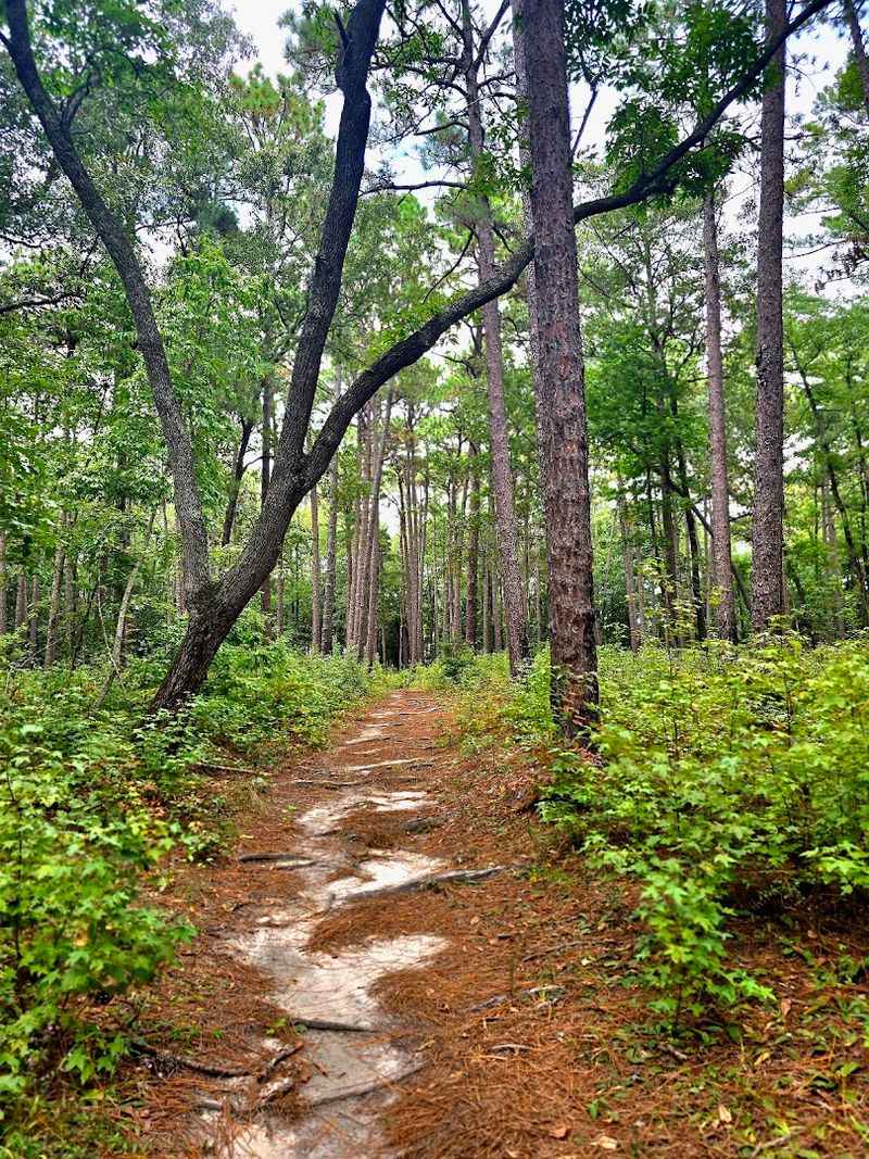 9 Dirt-Cheap Road Trip Destinations In North Carolina That Feel Like A Million Bucks - Decor Hint Weymouth Woods Sandhills Nature Preserve