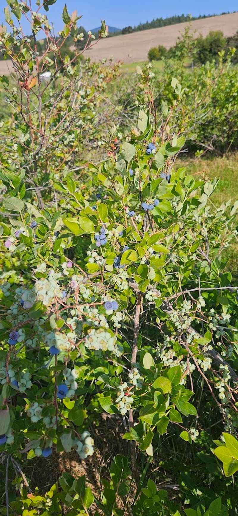 The Idaho Farm Where You Can Pick Blueberries For $4 A Pound - Decor Hint Cash And Cards Keep The Stop Easy To Plan