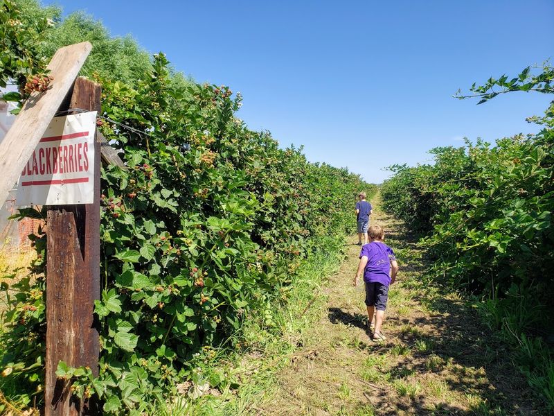 Raspberry Rows Make Farm Life Feel Deliciously Hands-On