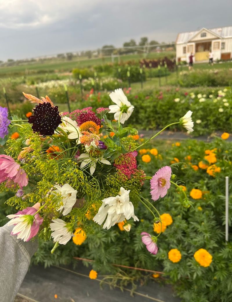 Idaho Falls Gets Its Softest Summer Show In These Peony Rows