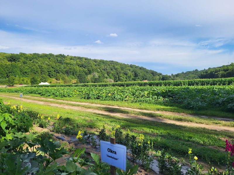 A Woodbury Farm Known For Bright Summer Blooms