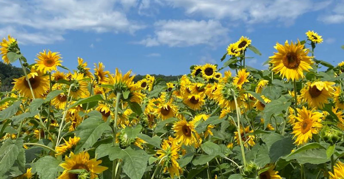 One Of Connecticuts Most Beautiful Summer Displays Happens At This Sunflower Farm - Decor Hint