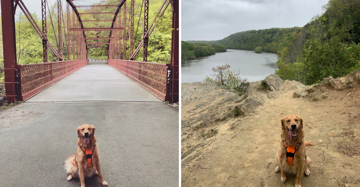 One Of Connecticuts Most Dog Friendly State Parks Deserves A Visit With Your Pup - Decor Hint