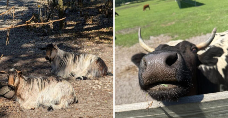 One Of Florida’s Most Heartwarming Getaways Comes With Farm Animals