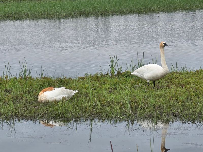 Bird Species That Make This Marsh Worth Bringing Binoculars