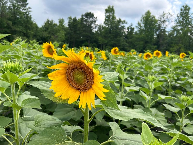 Trask Family Farms Gives June A Blooming Wilmington-Area Escape