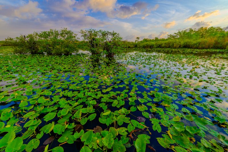 One Tank Of Gas Can Lead To These 10 Amazing Florida Adventures - Decor Hint Everglades National Park