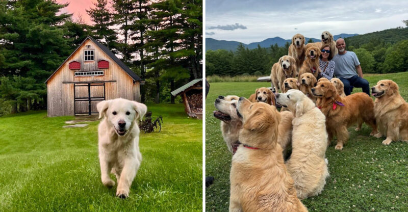One Vermont Farm Lets You Spend An Afternoon Surrounded By A Pack Of Golden Retrievers