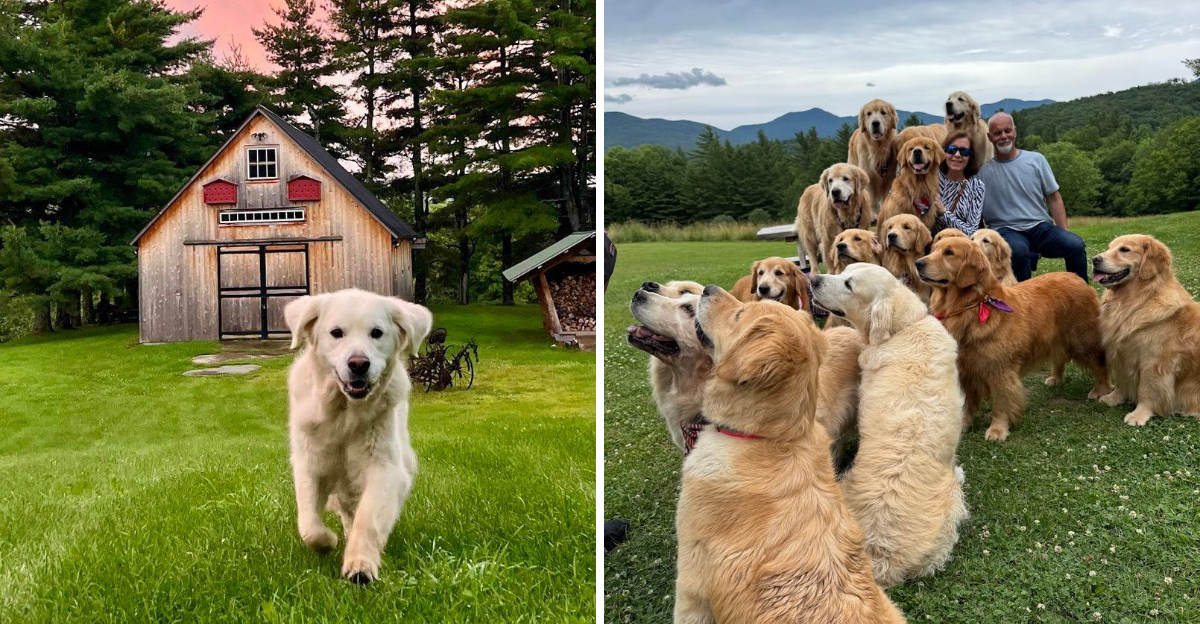 One Vermont Farm Lets You Spend An Afternoon Surrounded By A Pack Of Golden Retrievers - Decor Hint