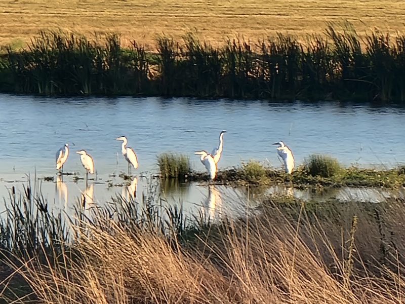 Modoc National Wildlife Refuge Is Right Nearby
