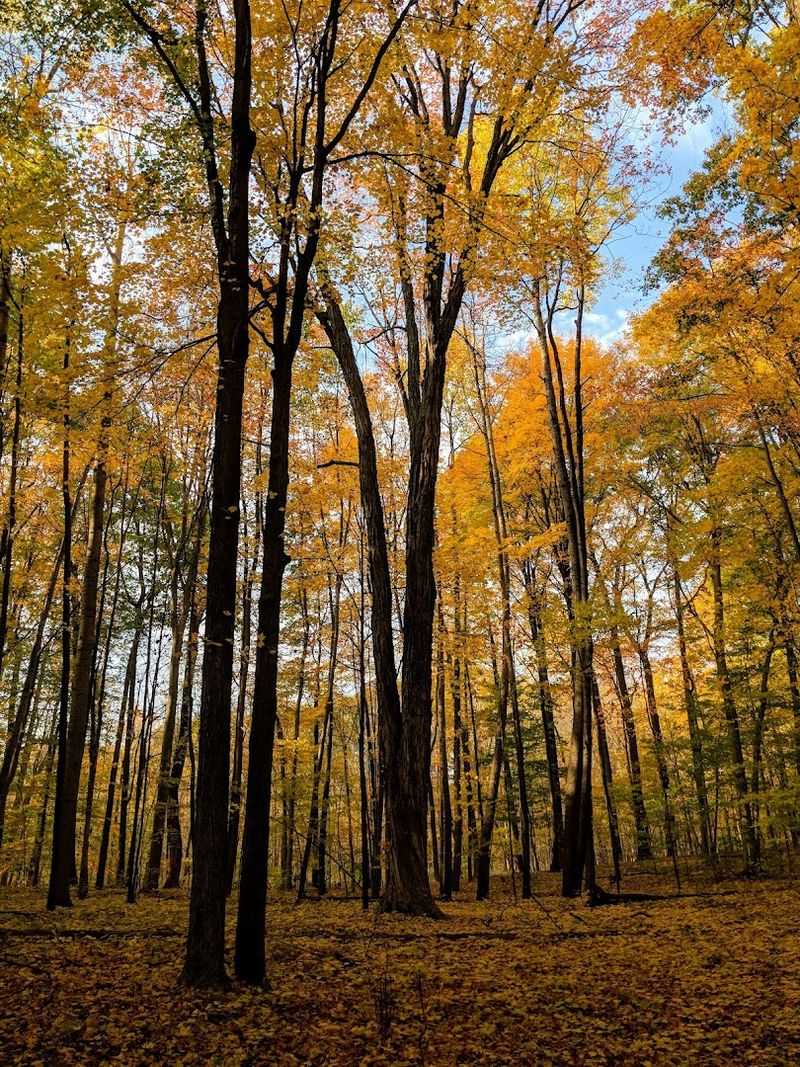 This Scenic Michigan Boardwalk Feels Like A Walk Through Another World - Decor Hint Ancient Trees That Have Stood For Over 300 Years