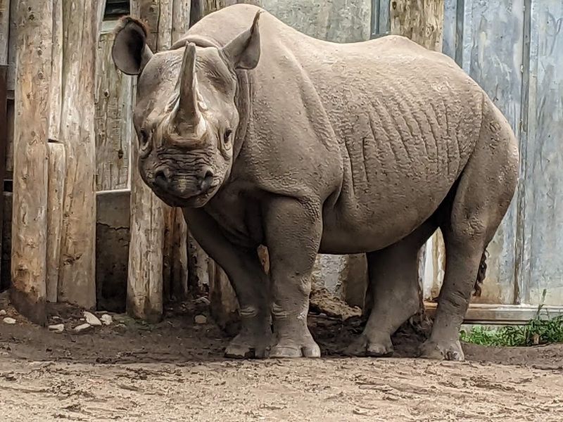 This Hidden Zoo In Michigan Is The Family Day Trip Most People Don't Know About - Decor Hint Big Cats And Black Rhinos You Won't Forget