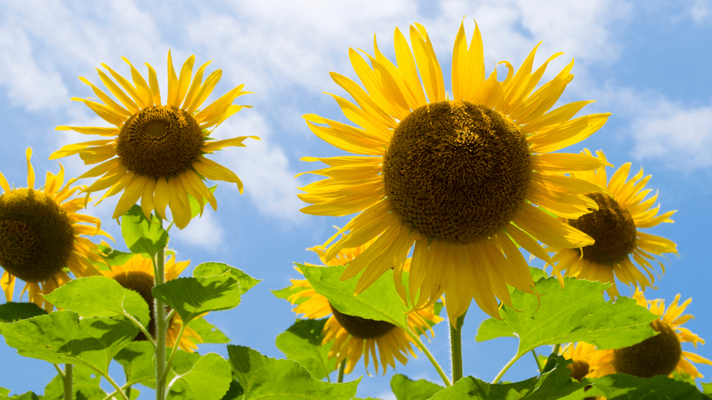 The Field Of Giants With Sunflowers Growing 9 To 12 Feet Tall