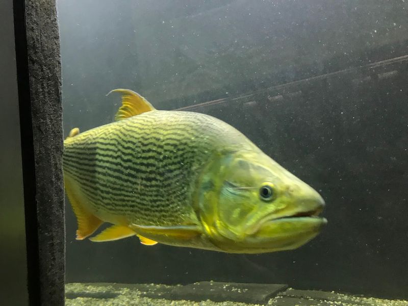 The Famous Gar Fish Collection That Surprises Every Visitor