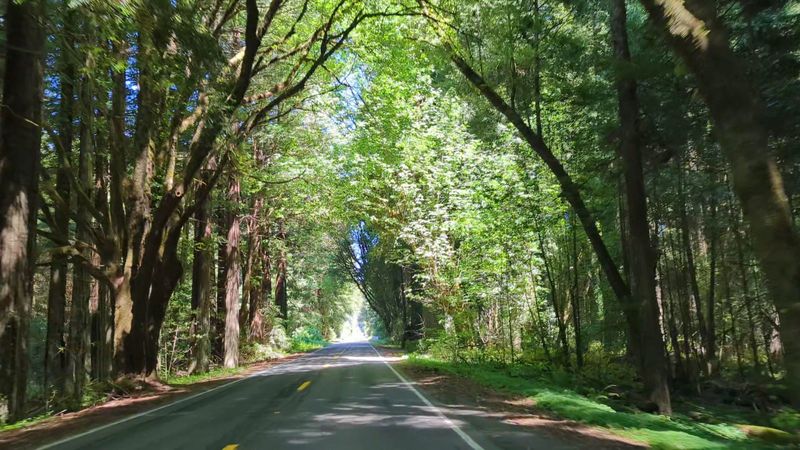 Avenue of the Giants, Humboldt Redwoods State Park