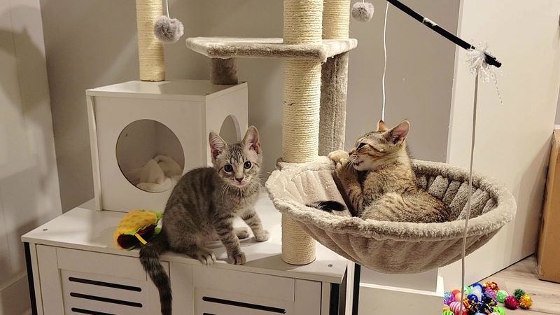 Adoptable Cats That Come Vaccinated, Microchipped, And Litter Trained