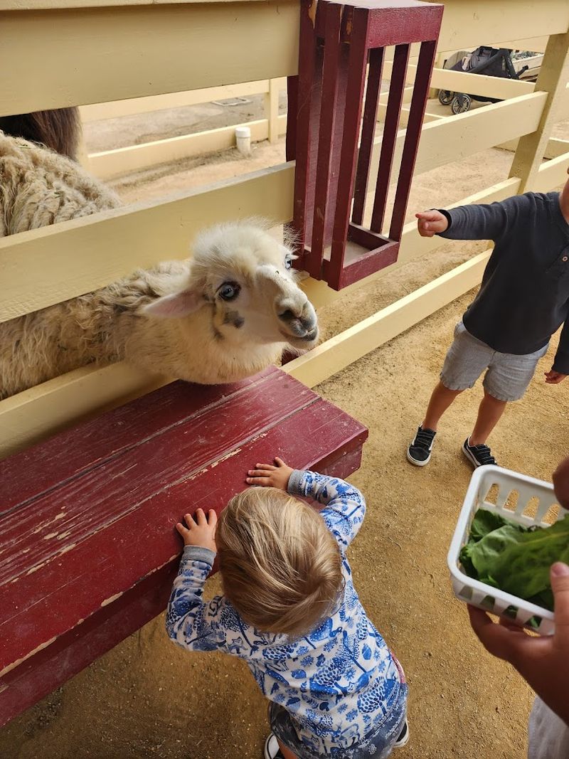 This California Petting Zoo Turns Simple Farm Visits Into Big Family Memories - Decor Hint Los Rios Historic District Gives The Ranch Extra Character