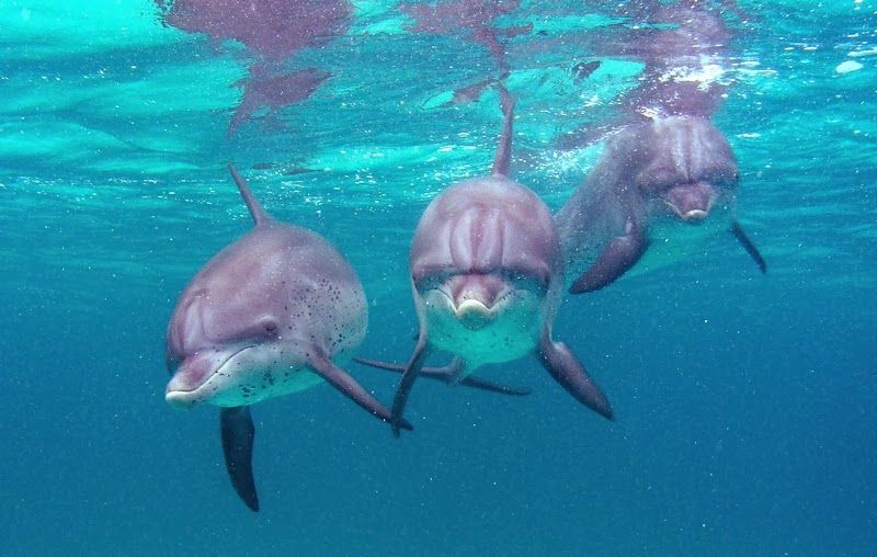 One Of Florida's Most Colorful Secrets Is This Walkable Town With Unbeatable Retro Charm - Decor Hint Snorkeling The Shallow Reef