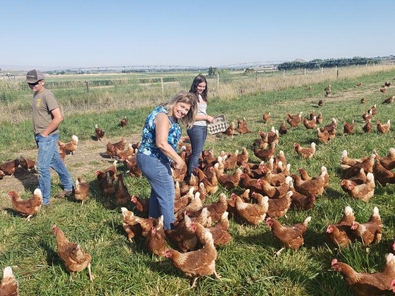 Fresh Eggs Feel Different When You Meet The Flock First