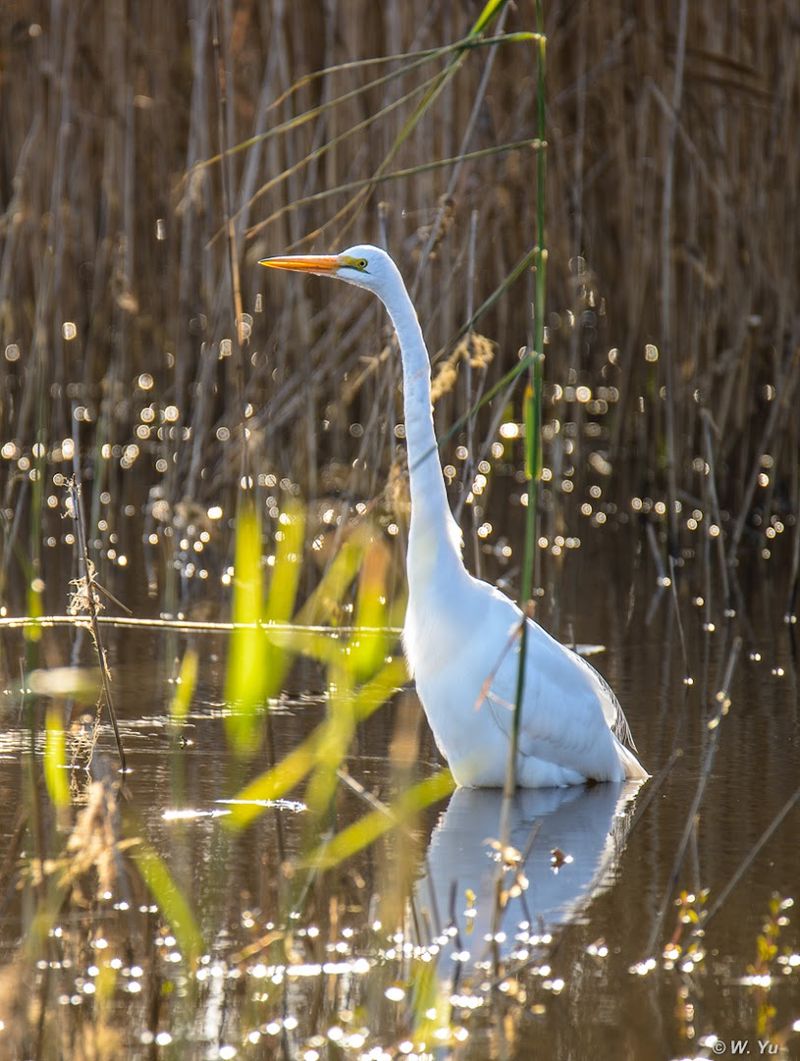 Mattamuskeet National Wildlife Refuge