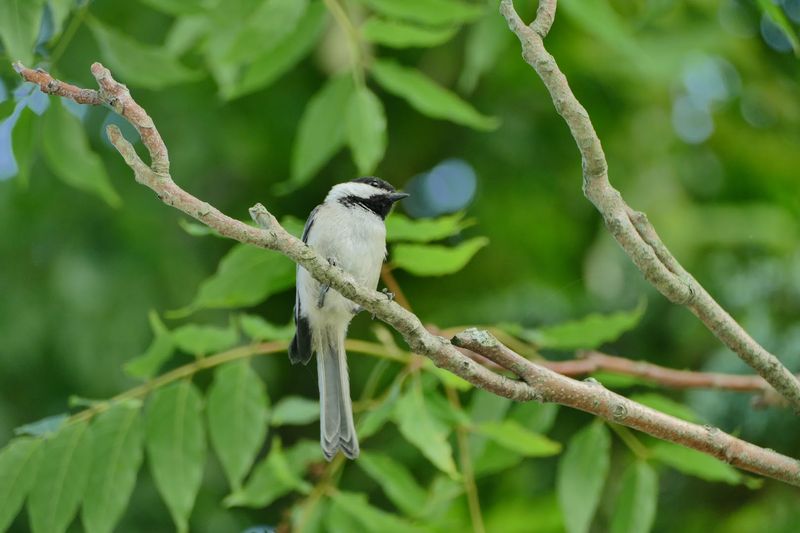 Best Time To Spot Birds