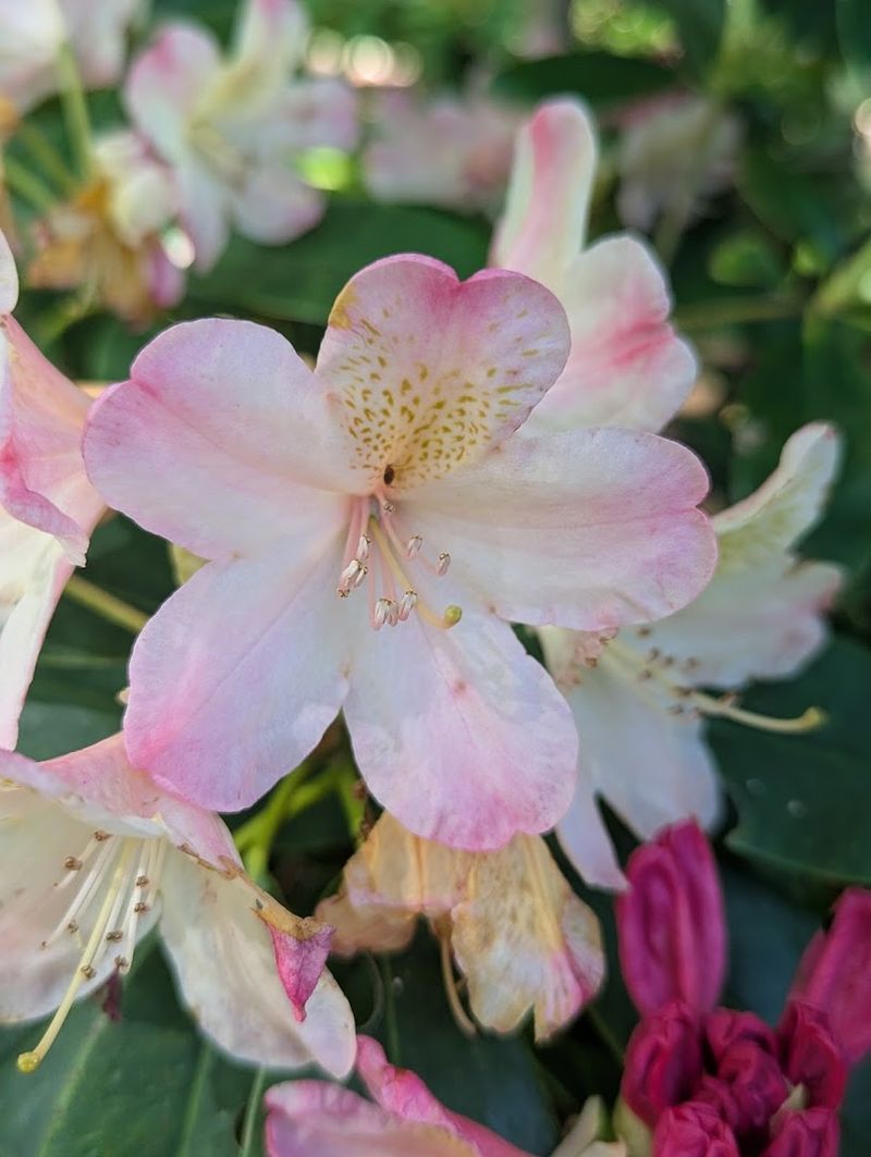 This Rhode Island Garden Feels Like A Quiet World Of Its Own - Decor Hint Admission, Donations, And Plant Sales