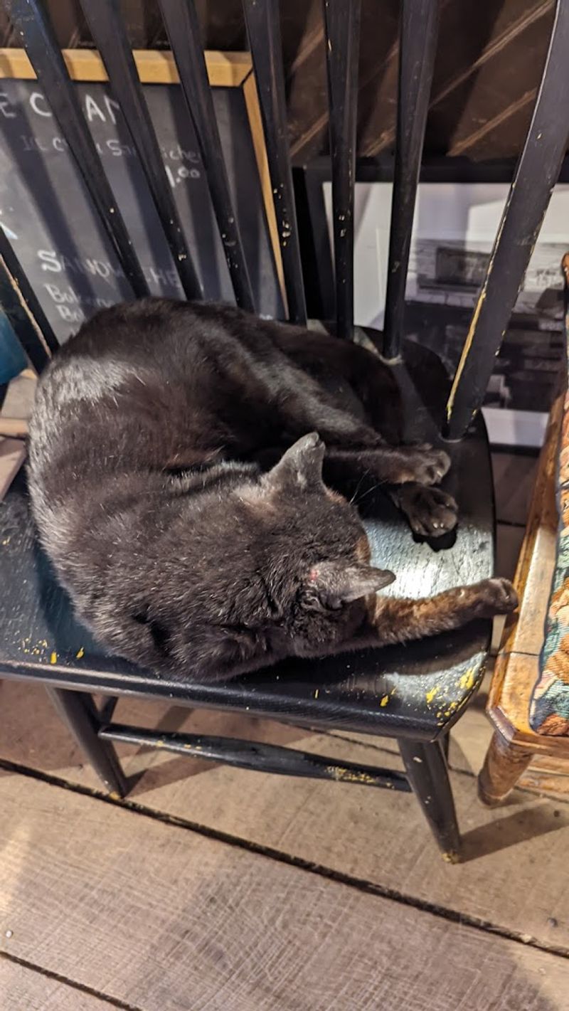 Jack The Store Cat And His Legendary Welcoming Energy