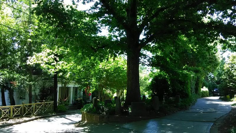 There Is An Ancient Tree In Georgia That Legally Owns Itself And The Ground Around It - Decor Hint Great For Photography And Social Media Moments