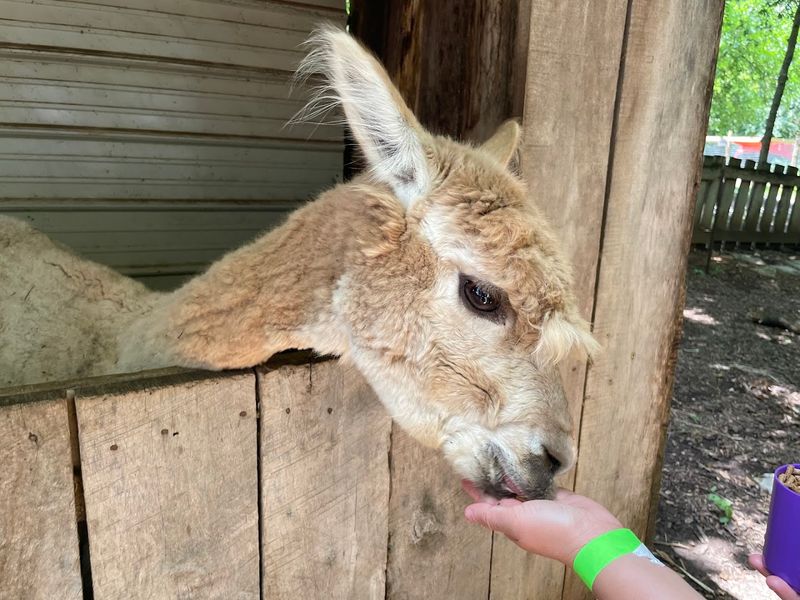 You'll Absolutely Fall In Love With This Peaceful Kentucky Park And Its Farm Animals - Decor Hint Hands-On Animal Feeding Experiences