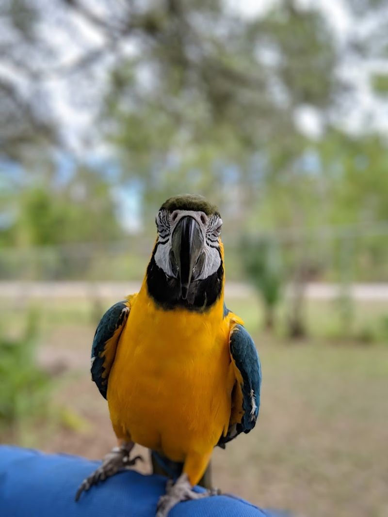 Adoption And Bird Rehoming Options