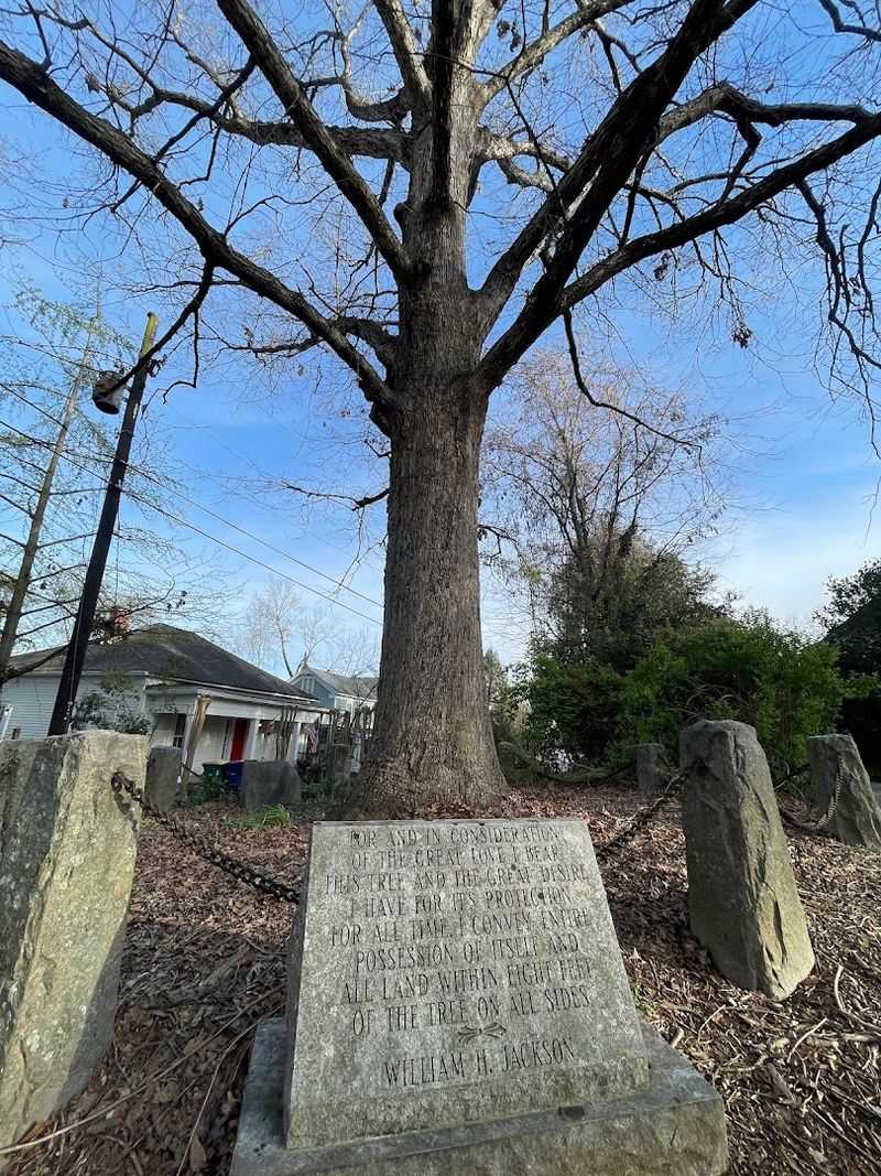 There Is An Ancient Tree In Georgia That Legally Owns Itself And The Ground Around It - Decor Hint The Fascinating Legal Deed That Started Everything