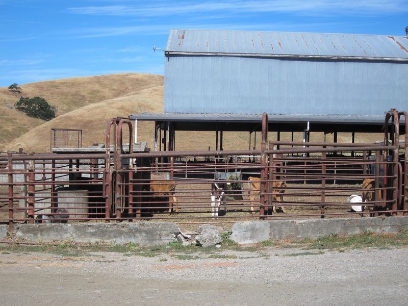 Achadinha Cheese Company, Petaluma