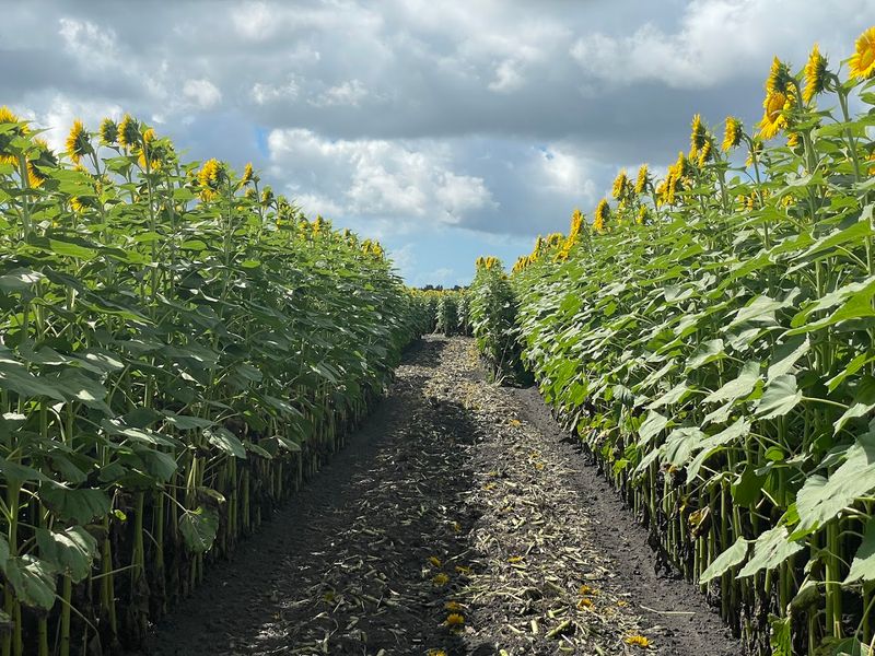 Thousands Of Blooms Make The Walk Feel Like A Golden Detour