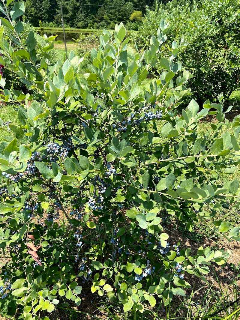 Blackberry Season Starts The Sweet Summer Chase