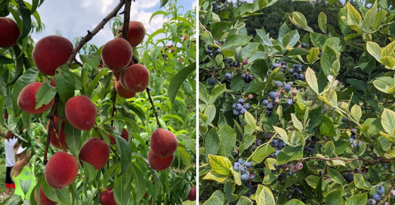 Pick Blackberries, Then Chase Peach Season At This Sweet North Carolina Family Orchard