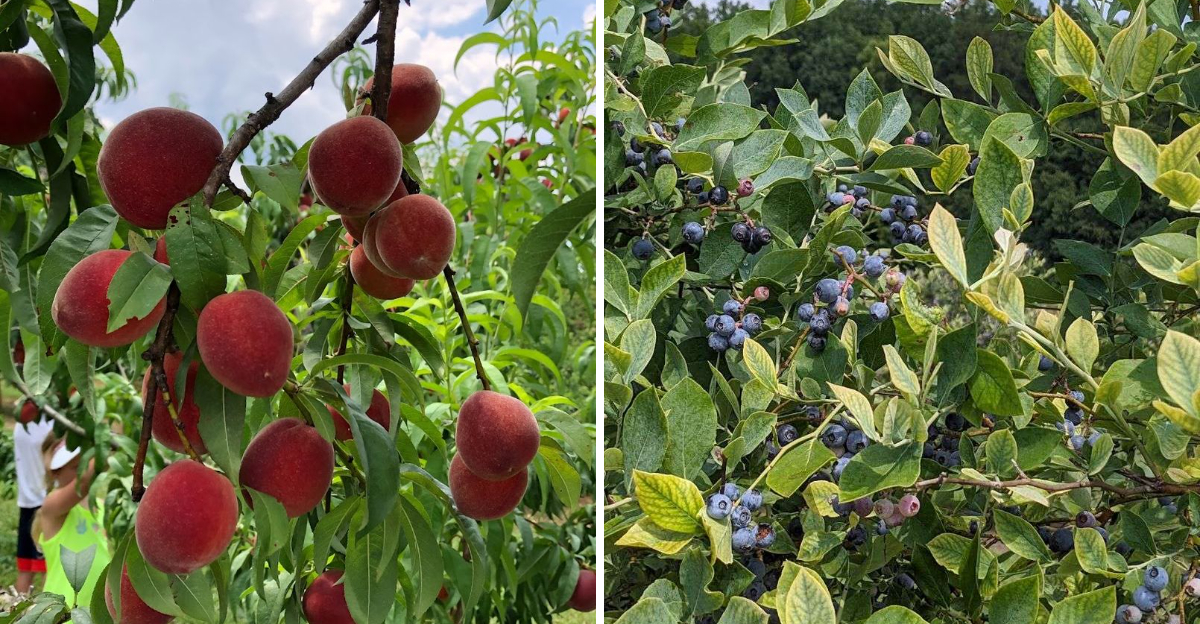 Pick Blackberries Then Chase Peach Season At This Sweet North Carolina Family Orchard - Decor Hint