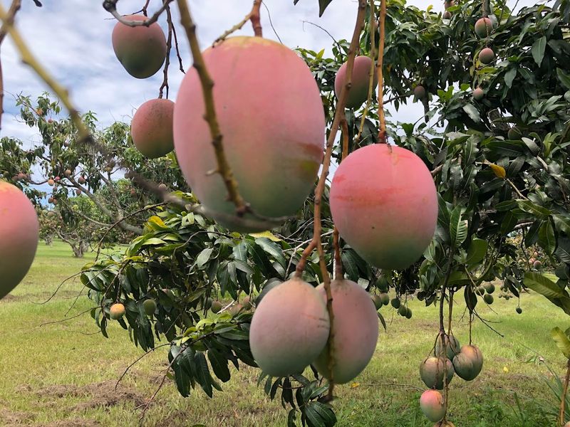 Pick Fresh Florida Mangoes And Experience Farm Life All Summer Long - Decor Hint Where Florida Summer Lives